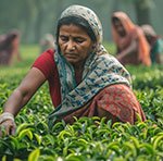 Specific for Tea Garden